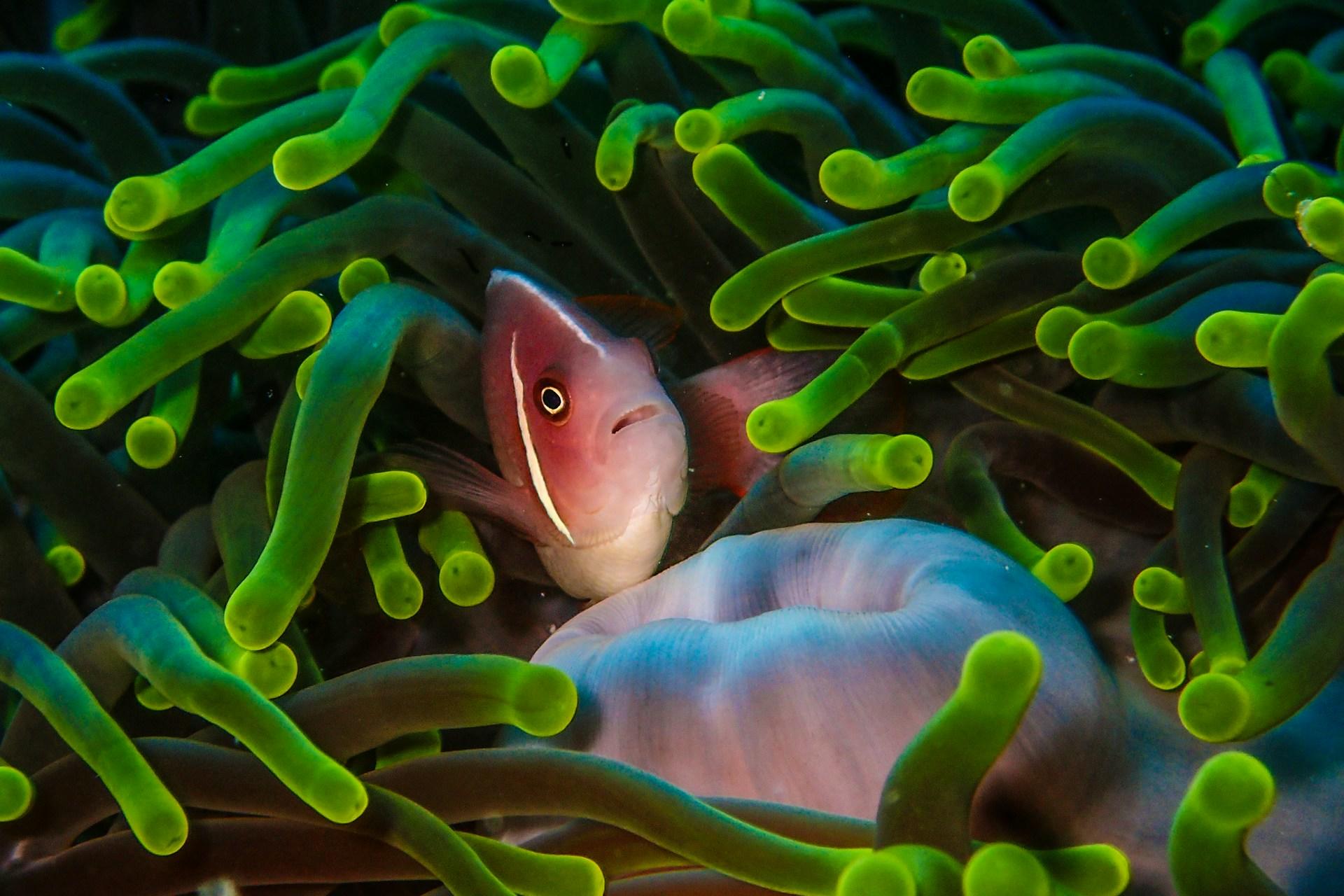 clown fishing swimming in coral reef